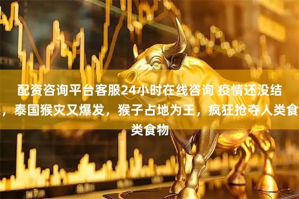 配资咨询平台客服24小时在线咨询 疫情还没结束，泰国猴灾又爆发，猴子占地为王，疯狂抢夺人类食物